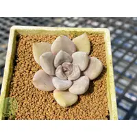 在飛比找蝦皮購物優惠-🌵 珍珠海 🌵 【阿肉植物坊 ALO PLANT】 多肉植物