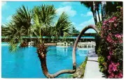 Postcard "The Horse-Shoe Palm at Florida's Silver Springs"