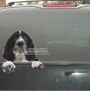 ENGLISH SPRINGER SPANIEL BLACK DOG VINYL PEEKER DECAL STICKER FOR CAR WINDOW