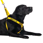 NERVOUS - L/XL adjustable Strap Harness