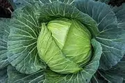 Cabbage Golden Acre (50 Seeds)