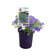 140mm Convolvulus Rippled Moon Purple - Convolvulus hybrid ‘IB810-3’
