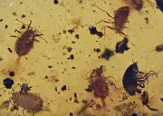 Swarm of Coccoidea (Scale Insect), Fossil inclusion in Burmese Amber