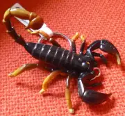 SCORPION AUSTRALIAN SOUVENIR GIFT KEYCHAIN KEY RING Size 70mm - PACK of 6