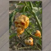 4x6" Vegetable Skull Weird Pepper Strange Are What You Eat Scary Vegetarian