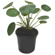 130mm Chinese Money Plant - Pilea peperomiodes
