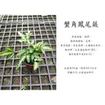 心栽花坊-蟹角鳳尾蕨/蟹腳鳳尾蕨/白玉鳳尾蕨/3吋/綠化植物/室內植物/觀葉植物/蕨類/售價60特價50