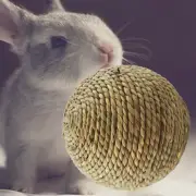 Chew Toys for Gerbils and Birds Small Boredom