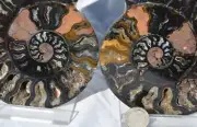 9700 RARE 1in100 BLACK Ammonite PAIR Deep Crystals 110myo FOSSIL LRG 133mm 5.2"