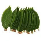 50 Pcs Mini Succulents Artificial Magnolia Leaves Indoor Plant
