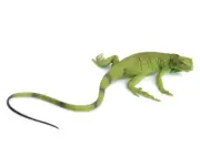 Safari Ltd. Incredible Creatures Iguana Baby