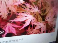 在飛比找Yahoo奇摩拍賣-7-11運費0元優惠優惠-日本品種特殊紅楓樹槭樹小品盆栽名字叫赤鴨立澤，上下都有接枝，