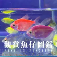 在飛比找蝦皮購物優惠-50魚-幼魚舖觀光魚場： 綜合磚魚苗區參觀門票/金磚魚/紫磚