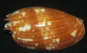 132 mm SPECIAL PATTERN POLISH Melo Umbilicatus Volute Seashell #A5 Combine Ship