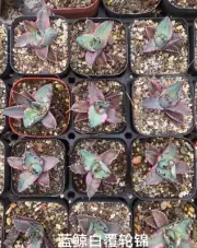 Agave potatorum 'Black and Blue' Random Variegated Boutique