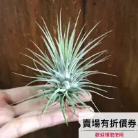 在飛比找蝦皮購物優惠-植藝-全紅蜜桃小精靈 ✧大顆少見✧Tillandsia io