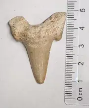 40 Million year old Fossil OTODUS SHARK TOOTH From Morocco (#F6312)