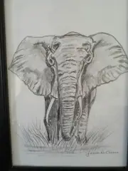 Pencil drawing/sketch Elephant framed 5"×7" signed graphite