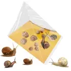 20Pcs Disposable Garden Slug Trap Durable Snail Slug Catcher for Garden Orchard
