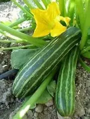 Zucchini COCOZELLE 10 Seeds Italian Heirloom Striped Compact