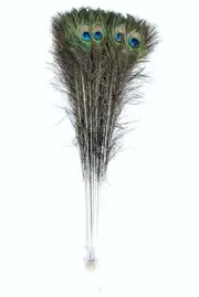 25 Pcs PEACOCK TAILS Natural Feathers 50"-55" Craft/Art/Bridal/Costume/Halloween