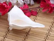 Dakshinavarti Shankh Small Conch Shell for Goddess Laxmi & Vishnu Havan Pooja