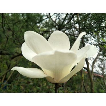 辛夷盆栽的優惠價格 更多植栽 花禮熱賣商品都在飛比價格 22年12月