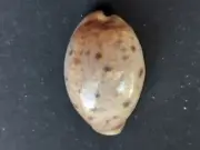 #LLL200 Cypraeidae Lyncina Lynx, Qlnd Great barrier reef 48.2mm Sea Snail shell