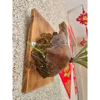 在飛比找蝦皮購物優惠-699超取免運【不含植株】松木板 木板 上板 鹿角蕨 蕨類 