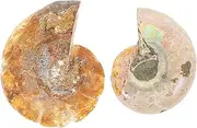 LIFKOME 2pcs Specimens for Teaching Educational Paleontology Decor Natural Samples for Science Classrooms Safe and Teaching Material