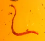 Beautiful Millipede in Burmite Burmese Amber Fossil Gem from Dinosaur Age