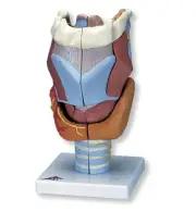7 Parts Larynx Model 2-Times Full-Size 4.7" x 4.7" x 9.1 Medical StudyTeaching