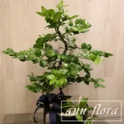 【ann flora】竹柏造型盆栽(喬遷開幕居家首選)