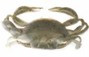 Berkley Gulp! Peeler Crab Saltwater Fishing Soft Bait, Natural Peeler, 1in