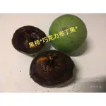 黑柿（巧克力布丁果）實生苗/4吋盆原價$200特價$160/黑柿是美洲黑檀樹、是很好的樹種喔。