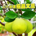 【台灣紅】斗六55年正宗老欉文旦5斤X1盒(5-9顆/5斤/中秋禮盒_中秋柚子)