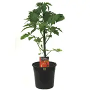 180mm Tomato Trussty - Lycopersicon esculentum F1