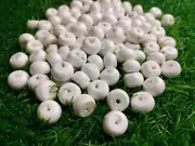 (15 to 16mm) SEA SHELL BONE BEADS ( 1 kg minimum 250 pieces )