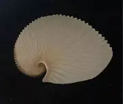 Sea shells Argonauta argo 157.4mm Aquarium Decoration Products