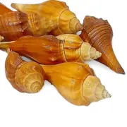 Horse Conch Shells For Crafts Art Decor Natural Sea Shell 30 pcs