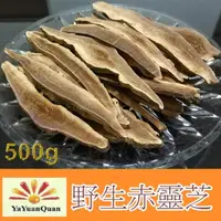 在飛比找momo購物網優惠-【亞源泉】野生赤靈芝500gx2包(贈亞源泉系列商品2包)