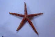 Sea shells-sea strarfish 162-m.m. nice color