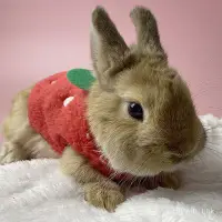 在飛比找Yahoo!奇摩拍賣優惠-天竺鼠 天竺鼠衣服 寵物兔子穿的專用衣服鼕天小型侏儒幼兔過鼕