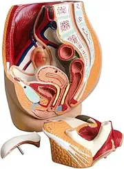 Female Reproductive System Anatomy, Female Urinary Uterus Pelvic Sagittal Section Model, 1:1Woman Reproductive and Urinary System, Abdominal Cavity an(Color:Three-Part Detachable Model)