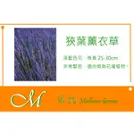 《MEILLEUR》狹葉薰衣草種子 約100粒