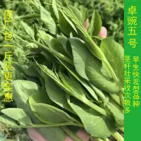 在飛比找蝦皮購物優惠-種子 豌豆苗種籽貴州豌豆尖卓豌5號無須豌豆采收次數多四季播蔬