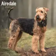 Airedale Terrier Calendar 2025 - Square Wall Calendar