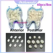 Dental Resin Realistic Porcelain Temporary Teeth Crown Veneer Anterior/Posterior