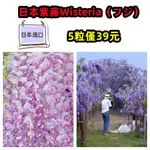 日本紫藤WISTERIA（フジ）紫藤樹種子日本進口獨有二十款獨特觀賞花卉種子 5粒39元庭院陽台種植