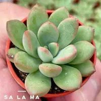 在飛比找蝦皮購物優惠-Sa La Ma多肉【桃樂絲】1吋盆 多肉植物| 景天科 |